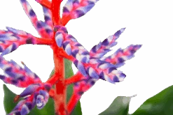 Aechmea Blue Rain - Kokerbromelia - P12 H55 - Roze-Paars - Kamerplant -Flamingo Verkoop aechmea blue rain kokerbromelia p12 h55 roze paars 6