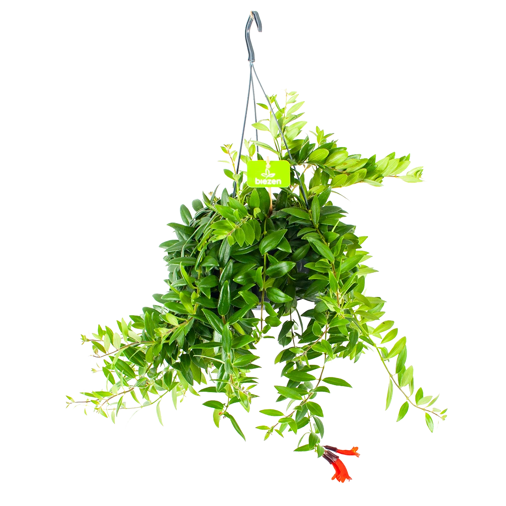 Aeschynanthus Caroline - Lipstickplant - In Hangpot - P15 H25 - Kamerplant 3 Aeschynanthus Caroline - Lipstickplant - In Hangpot - P15 H25 - Kamerplant