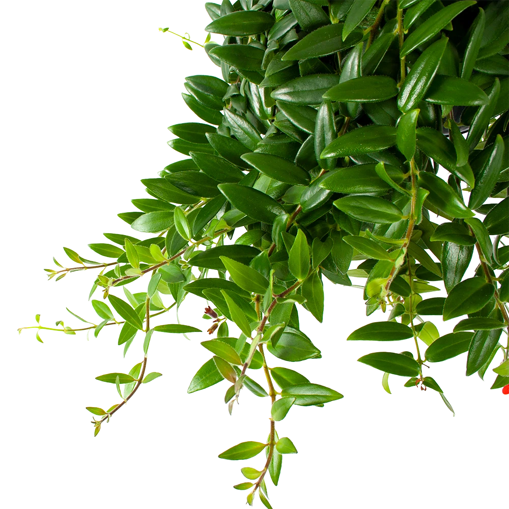 Aeschynanthus Caroline - Lipstickplant - In Hangpot - P15 H25 - Kamerplant 4 Aeschynanthus Caroline - Lipstickplant - In Hangpot - P15 H25 - Kamerplant - Afbeelding 2