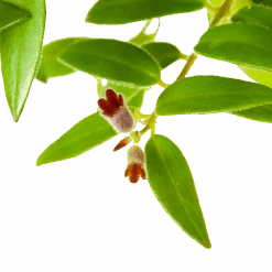 Aeschynanthus Caroline - Lipstickplant - In Hangpot - P15 H25 - Kamerplant 8 Aeschynanthus Caroline - Lipstickplant - In Hangpot - P15 H25 - Kamerplant -Flamingo Verkoop aeschynanthus caroline lipstickplant in hangpot p15 h25 6