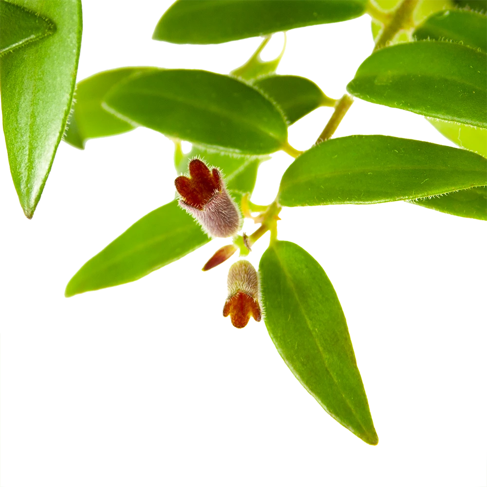 Aeschynanthus Caroline - Lipstickplant - In Hangpot - P15 H25 - Kamerplant 5 Aeschynanthus Caroline - Lipstickplant - In Hangpot - P15 H25 - Kamerplant - Afbeelding 3