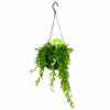 Aeschynanthus Japhrolepis - Lipstickplant - In Hangpot - P15 H20 - Kamerplant 2 Aeschynanthus Japhrolepis - Lipstickplant - In Hangpot - P15 H20 - Kamerplant -Flamingo Verkoop aeschynanthus japhrolepis lipstickplant in hangpot p15 4