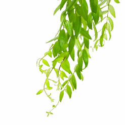 Aeschynanthus Japhrolepis - Lipstickplant - In Hangpot - P15 H20 - Kamerplant -Flamingo Verkoop aeschynanthus japhrolepis lipstickplant in hangpot p15 6