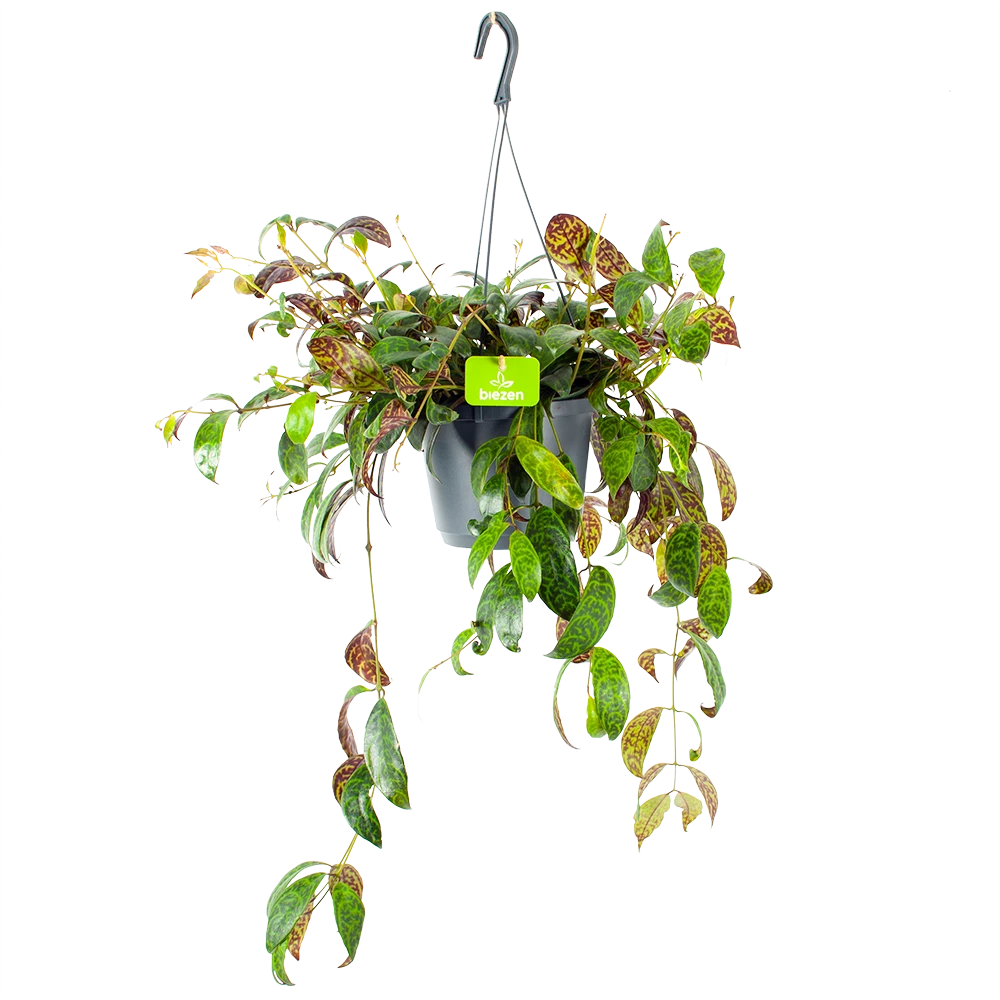 Aeschynanthus Marmoratus - Lipstickplant - In Hangpot - P17 H40 - Kamerplant 3 Aeschynanthus Marmoratus - Lipstickplant - In Hangpot - P17 H40 - Kamerplant