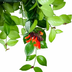 Aeschynanthus Monalisa - Lipstickplant - In Hangpot - P15 H20 - Kamerplant -Flamingo Verkoop aeschynanthus monalisa lipstickplant in hangpot p15 5