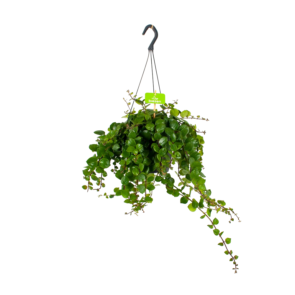 Aeschynanthus Pink Polka - Lipstickplant - In Hangpot - P17 H40 - Kamerplant 3 Aeschynanthus Pink Polka - Lipstickplant - In Hangpot - P17 H40 - Kamerplant