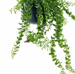 Aeschynanthus Twister - Lipstickplant - In Hangpot - P15 H20 - Kamerplant -Flamingo Verkoop aeschynanthus twister lipstickplant in hangpot p15 5 1 1