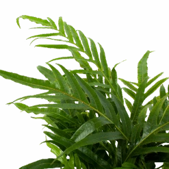 Aglaomorpha Jim - P17 H45 - Kamerplant -Flamingo Verkoop aglaomorpha jim p17 h45 2