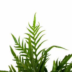 Aglaomorpha Jim - P17 H45 - Kamerplant -Flamingo Verkoop aglaomorpha jim p17 h45 3