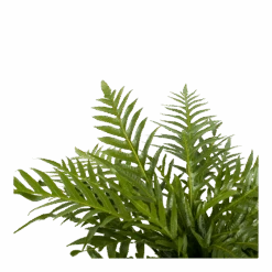 Aglaomorpha Jim - P19 H65 - Kamerplant -Flamingo Verkoop aglaomorpha jim p19 h65 2