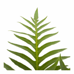 Aglaomorpha Jim - P19 H65 - Kamerplant -Flamingo Verkoop aglaomorpha jim p19 h65 3