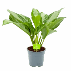 Aglaonema Freedman - P17 H60 - Kamerplant