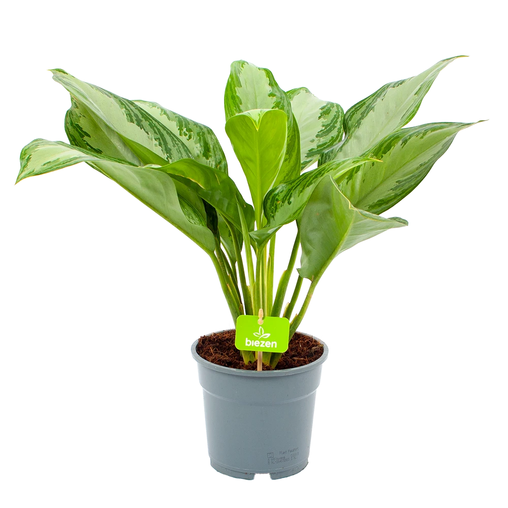 Aglaonema Freedman - P17 H60 - Kamerplant 3 Aglaonema Freedman - P17 H60 - Kamerplant