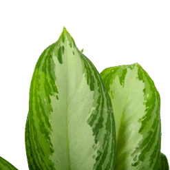 Aglaonema Freedman - P17 H60 - Kamerplant 8 Aglaonema Freedman - P17 H60 - Kamerplant -Flamingo Verkoop aglaonema freedman p17 h60 6 1