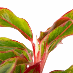 Aglaonema Light Star - P19 H35 - Kamerplant -Flamingo Verkoop aglaonema light star p19 h35 4
