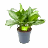 Aglaonema Silver Bay - P24 H60 - Kamerplant -Flamingo Verkoop aglaonema silver bay p24 h60 1 3