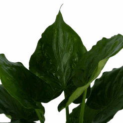 Alocasia Cucullata - Olifantsoor - P21 H90 - Kamerplant -Flamingo Verkoop alocasia cucullata olifantsoor p21 h90 3