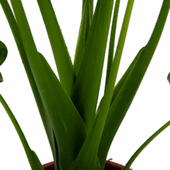 Alocasia Cucullata - Olifantsoor - P21 H90 - Kamerplant -Flamingo Verkoop alocasia cucullata olifantsoor p21 h90 4