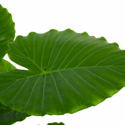 Alocasia Gageana California - Olifantsoor - P21 H85 - Kamerplant -Flamingo Verkoop alocasia gageana california olifantsoor p21 h85 6 1