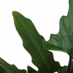 Alocasia Lauterbachiana - Olifantsoor - P19 H70 - Kamerplant -Flamingo Verkoop alocasia lauterbachiana olifantsoor p19 h70 3