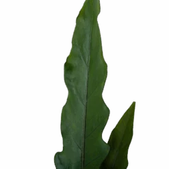 Alocasia Lauterbachiana - Olifantsoor - P19 H70 - Kamerplant -Flamingo Verkoop alocasia lauterbachiana olifantsoor p19 h70 4