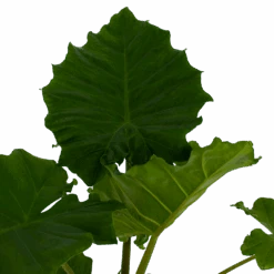 Alocasia Portodora - Olifantsoor - P21 H90 - Kamerplant -Flamingo Verkoop alocasia portodora olifantsoor p21 h90 3