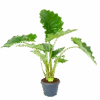 Alocasia Portodora - Olifantsoor - P35 H135 - Kamerplant -Flamingo Verkoop alocasia portodora olifantsoor p35 h135 1 1