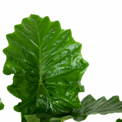 Alocasia Portodora - Olifantsoor - P35 H135 - Kamerplant -Flamingo Verkoop alocasia portodora olifantsoor p35 h135 6 1