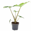 Alocasia Zebrina - Olifantsoor - P14 H40 - Kamerplant -Flamingo Verkoop alocasia zebrina olifantsoor p14 h40 1 14