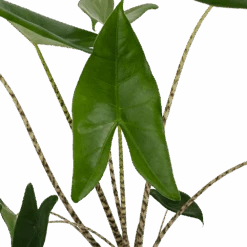 Alocasia Zebrina - Olifantsoor - P17 H60 - Kamerplant -Flamingo Verkoop alocasia zebrina olifantsoor p17 h60 3