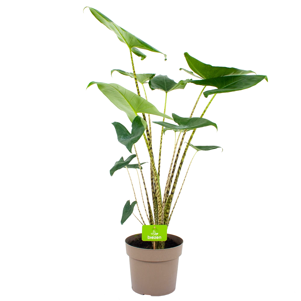 Alocasia Zebrina - Olifantsoor - P21 H70 - Kamerplant 3 Alocasia Zebrina - Olifantsoor - P21 H70 - Kamerplant