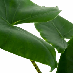 Alocasia Zebrina - Olifantsoor - P21 H70 - Kamerplant 6 Alocasia Zebrina - Olifantsoor - P21 H70 - Kamerplant -Flamingo Verkoop alocasia zebrina olifantsoor p21 h100 5