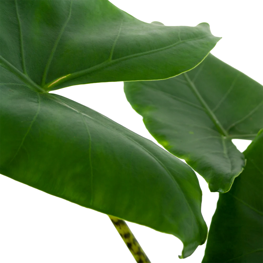 Alocasia Zebrina - Olifantsoor - P21 H70 - Kamerplant 4 Alocasia Zebrina - Olifantsoor - P21 H70 - Kamerplant - Afbeelding 2
