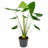 Alocasia Zebrina - Olifantsoor - P32 H120 - Kamerplant -Flamingo Verkoop alocasia zebrina olifantsoor p32 h120 4 12