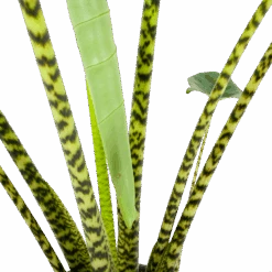 Alocasia Zebrina - Olifantsoor - P32 H120 - Kamerplant 8 Alocasia Zebrina - Olifantsoor - P32 H120 - Kamerplant -Flamingo Verkoop alocasia zebrina olifantsoor p32 h120 6