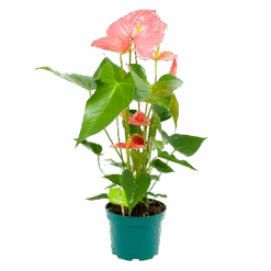Anthurium Andreanum - Flamingoplant - P17 H70 Roze - Kamerplant