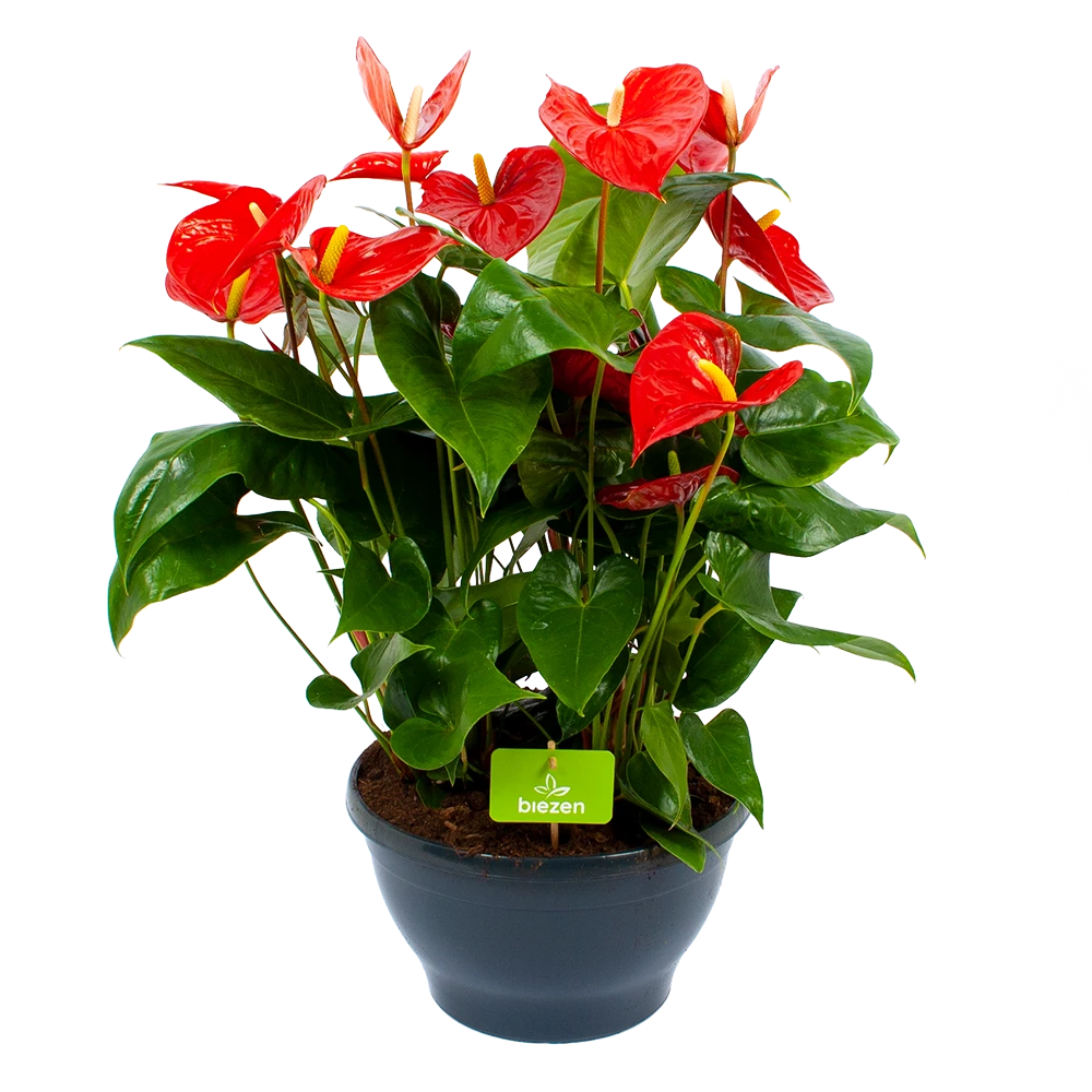 Anthurium Andreanum - Flamingoplant - P30 H80 Rood - Kamerplant 3 Anthurium Andreanum - Flamingoplant - P30 H80 Rood - Kamerplant