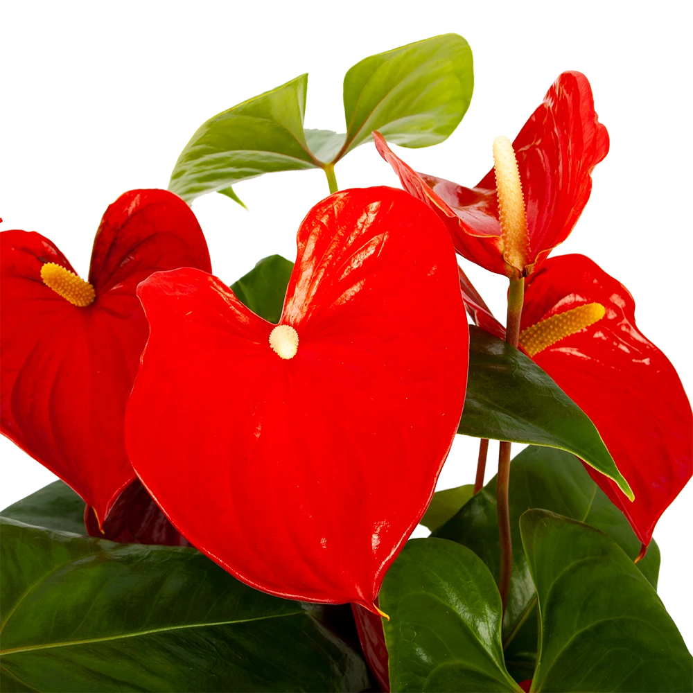 Anthurium Andreanum - Flamingoplant - P30 H80 Rood - Kamerplant 4 Anthurium Andreanum - Flamingoplant - P30 H80 Rood - Kamerplant - Afbeelding 2