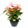 Anthurium Andreanum - Flamingoplant - P30 H80 Roze - Kamerplant -Flamingo Verkoop anthurium andreanum flamingoplant p30 h80 roze 1 1
