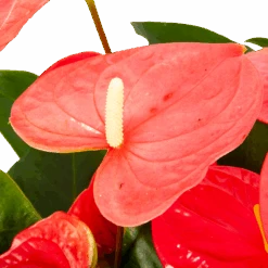 Anthurium Andreanum - Flamingoplant - P30 H80 Roze - Kamerplant -Flamingo Verkoop anthurium andreanum flamingoplant p30 h80 roze 5 1