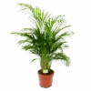 Areca - Goudpalm - P21 H100 - Kamerplant 2 Areca - Goudpalm - P21 H100 - Kamerplant -Flamingo Verkoop areca goudpalm p21 h100 1 1