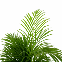 Areca - Goudpalm - P21 H100 - Kamerplant -Flamingo Verkoop areca goudpalm p21 h100 5 1