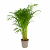 Areca - Goudpalm - P24 H120 - Kamerplant -Flamingo Verkoop areca goudpalm p24 h120 1