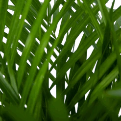 Areca - Goudpalm - P24 H120 - Kamerplant -Flamingo Verkoop areca goudpalm p24 h120 5