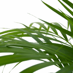 Areca - Goudpalm - P24 H120 - Kamerplant -Flamingo Verkoop areca goudpalm p24 h120 6