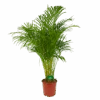 Areca - Goudpalm - P24 H140 - Kamerplant 1 Areca - Goudpalm - P24 H140 - Kamerplant -Flamingo Verkoop areca goudpalm p24 h140 kamerplant 1