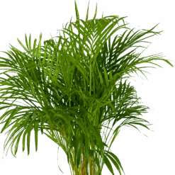 Areca - Goudpalm - P24 H140 - Kamerplant -Flamingo Verkoop areca goudpalm p24 h140 kamerplant 3