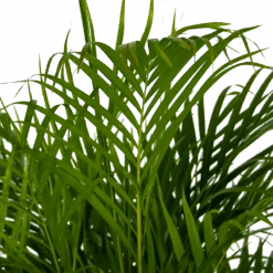 Areca - Goudpalm - P24 H140 - Kamerplant -Flamingo Verkoop areca goudpalm p24 h140 kamerplant 4