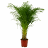 Areca - Goudpalm - P27 H180 - Kamerplant -Flamingo Verkoop areca goudpalm p27 h160 1 3