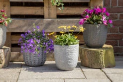 Bloempot Arkansas Egg Washed - D39 X H38cm - Lichtgrijs 7 Bloempot Arkansas Egg Washed - D39 X H38cm - Lichtgrijs -Flamingo Verkoop arkansas egg pot washed grey d39h38 bloempot 7 9